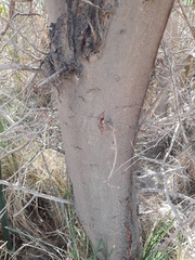 Mimosoideae