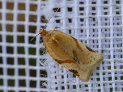 Paramesia gnomana