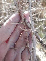 Mimosoideae
