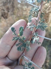 Mimosoideae