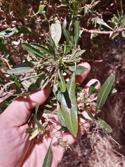 Magnoliopsida