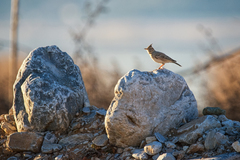 Galerida cristata meridionalis