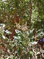 Magnoliopsida