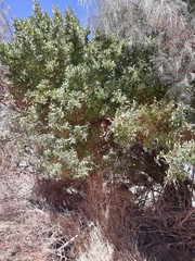 Magnoliopsida