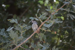 Aegithalos caudatus passekii