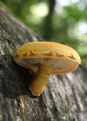 Pleuroflammula tuberculosa