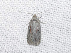Agonopterix ocellana