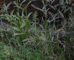 Polypogon interruptus