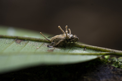 Ophiocordyceps dipterigena