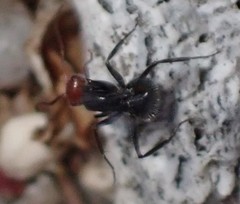 Camponotus lindigi