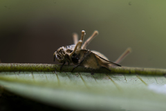 Ophiocordyceps dipterigena