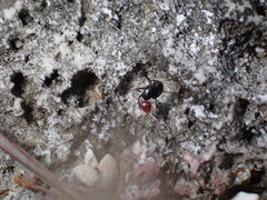 Camponotus lindigi