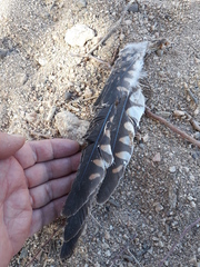 Falco tinnunculus