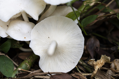 Lentinus concavus