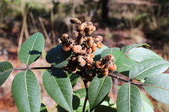Rhus virens