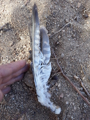 Falco tinnunculus