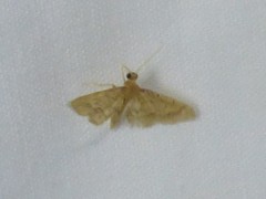 Idaea pervertipennis
