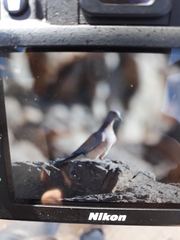 Streptopelia senegalensis