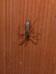 Rocconota annulicornis