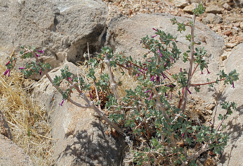 Desert snowberry (Symphoricarpos longiflorus)