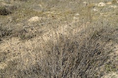 Gypsophila struthium