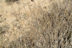 Gypsophila struthium