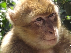 Macaca sylvanus