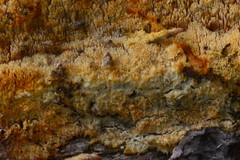 Mycoacia aurea