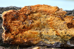 Mycoacia aurea