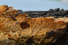 Mycoacia aurea