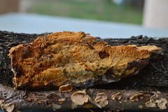 Mycoacia aurea