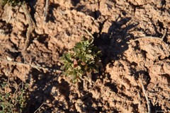 Helianthemum squamatum
