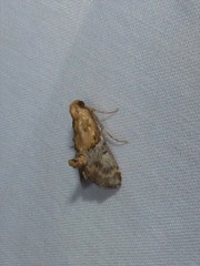 Cacozelia basiochrealis