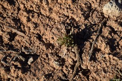 Helianthemum squamatum
