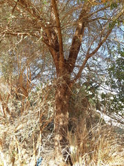 Mimosoideae