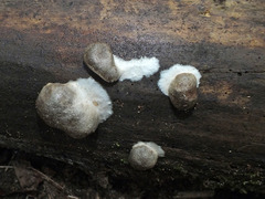 Reticularia splendens