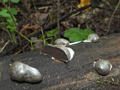 Reticularia splendens