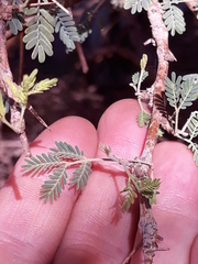 Mimosoideae