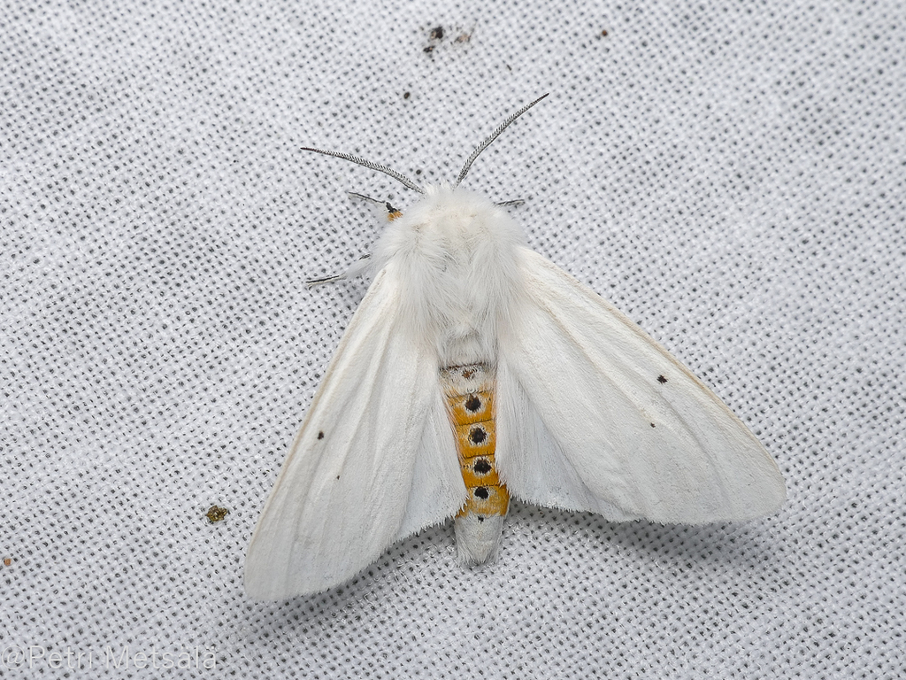 Water Ermine