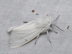 Spilosoma urticae