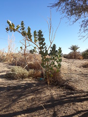 Calotropis procera