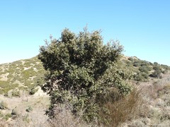 Quercus rotundifolia