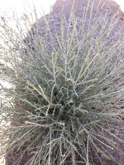 Asteraceae