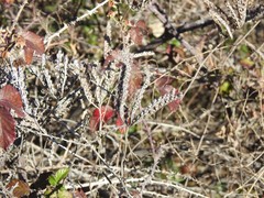 Petrosedum sediforme