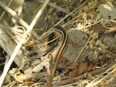 Liolaemus schroederi