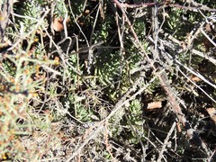 Petrosedum sediforme