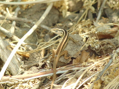 Liolaemus schroederi