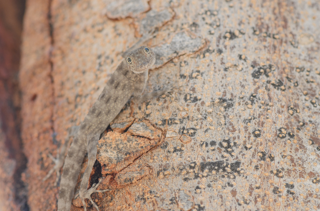 Blanford's Rock Gecko
