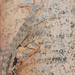 Blanford's Rock Gecko - Photo (c) Morten Ross, some rights reserved (CC BY-NC), uploaded by Morten Ross