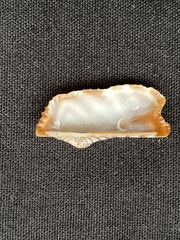 Arca pacifica